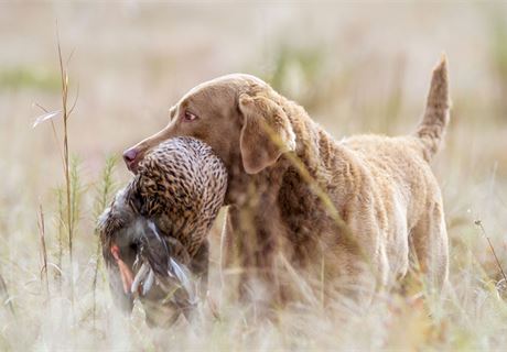 Meet The Chesapeake Bay Retriever | Gundog Journal