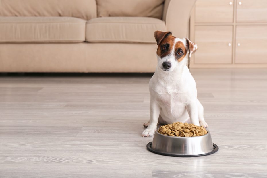 Can Dogs Eat Warm Food? How To Safely Warm Food For Dogs - 2023 -  Masterclass