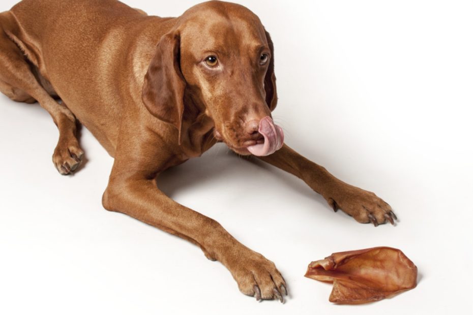 Australian Pig Ear 50 Per Carton - Australian Pet Treat Company