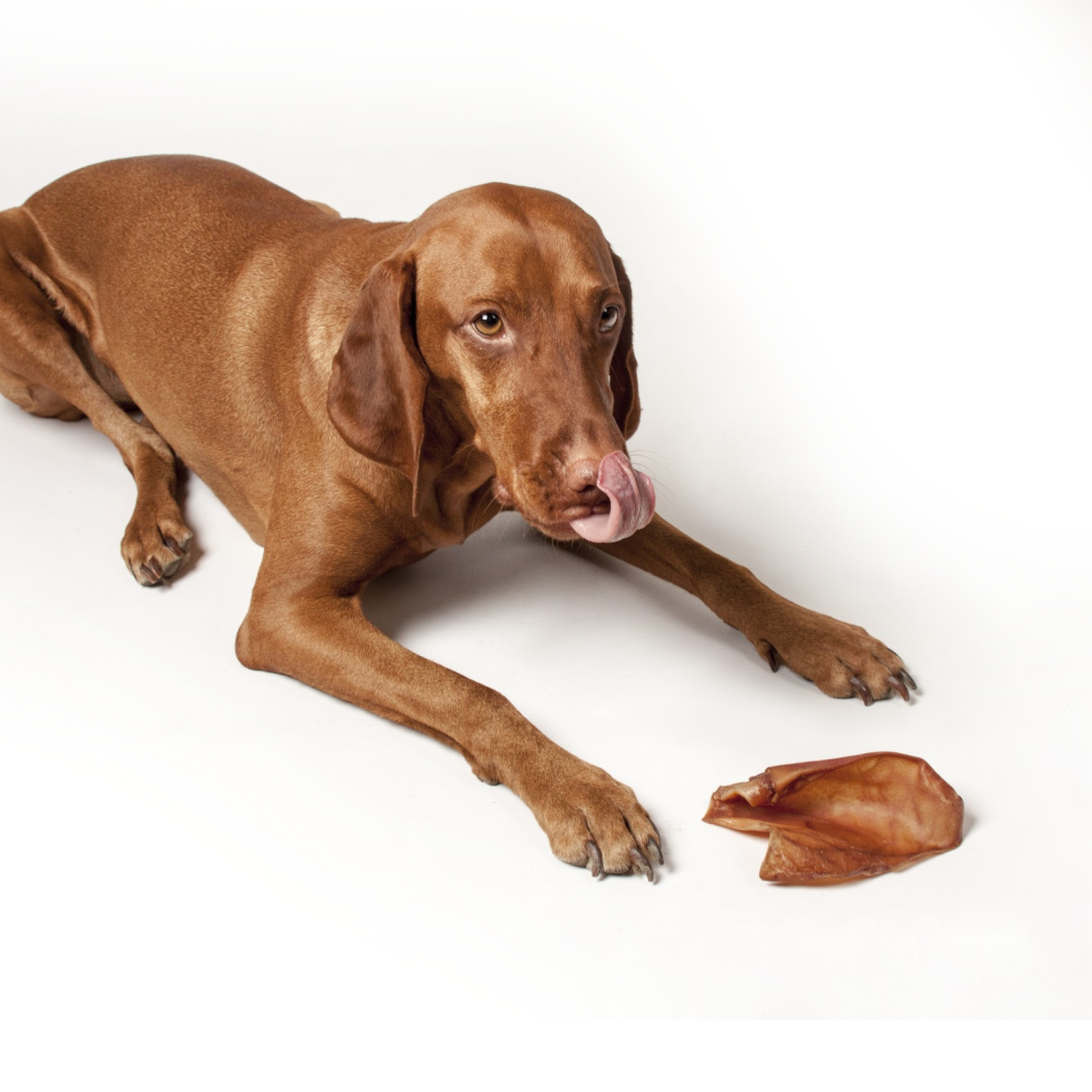 Australian Pig Ear 50 per Carton - Australian Pet Treat Company Australian Pig Ear 50 Per Carton - Australian Pet Treat Company