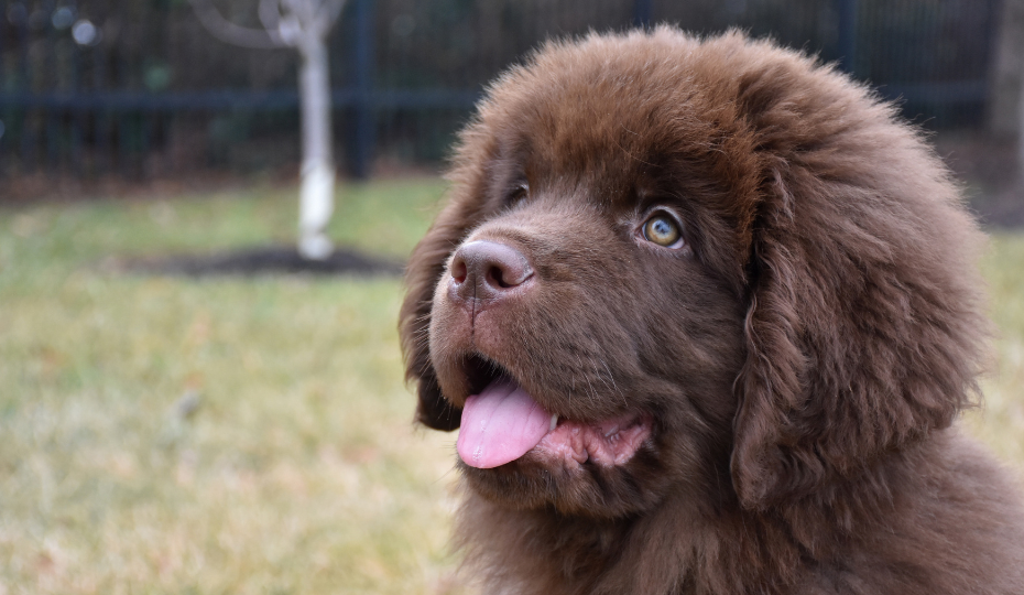 Newfoundland Growth & Weight Chart: Everything You Need To Know | Pawlicy  Advisor
