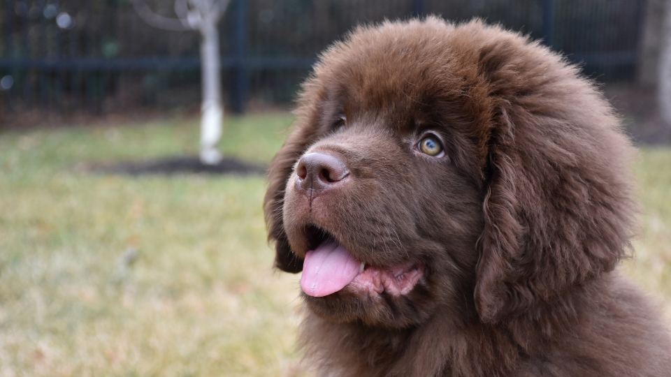 Newfoundland Growth & Weight Chart: Everything You Need to Know | Pawlicy Advisor Newfoundland Growth & Weight Chart: Everything You Need To Know | Pawlicy Advisor