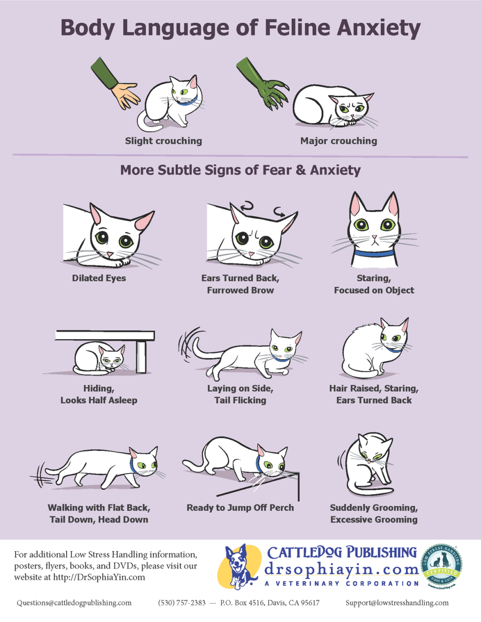 Stress In Cats – Our Perceptions – Richmond Veterinary Clinic