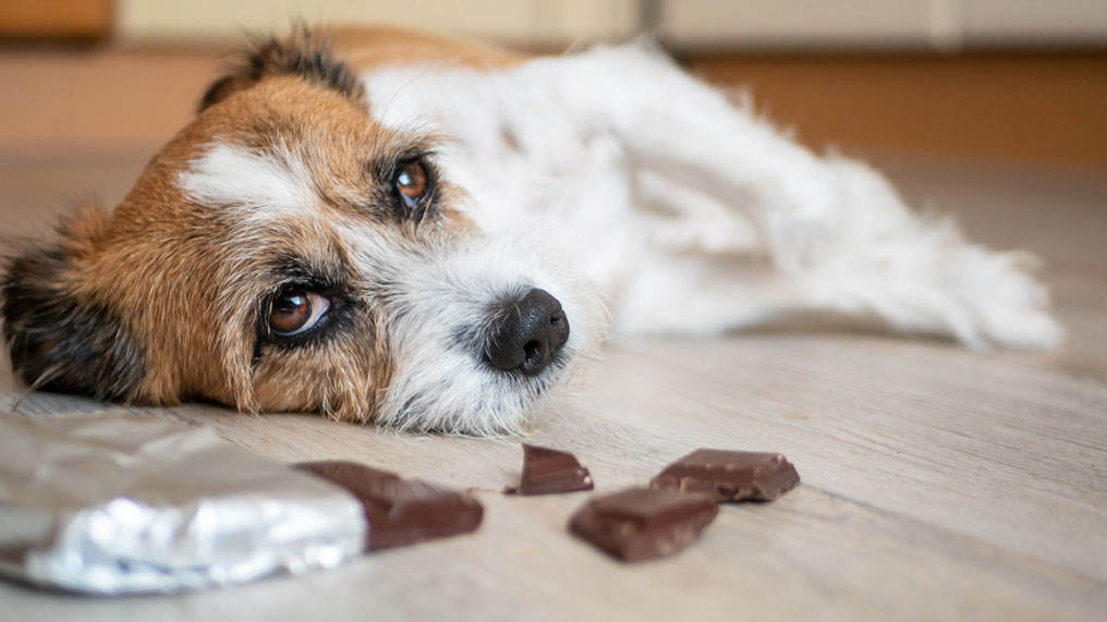 A Guide To Chocolate Poisoning In Dogs A Guide To Chocolate Poisoning In Dogs