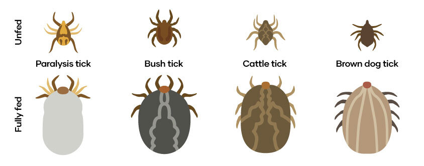 Ticks — Forth Valley Vet Clinic