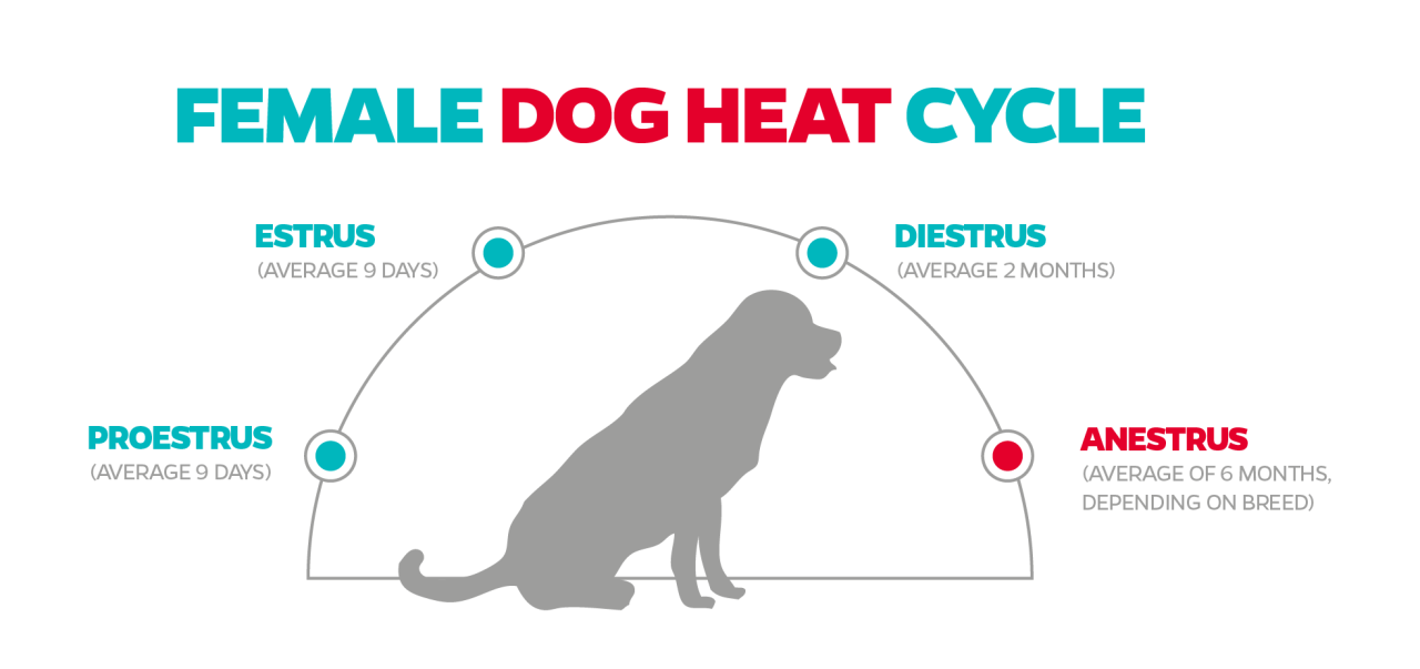 How Long Does a Dog Stay in Heat? | Pet Parents® How Long Does A Dog Stay In Heat? | Pet Parents®