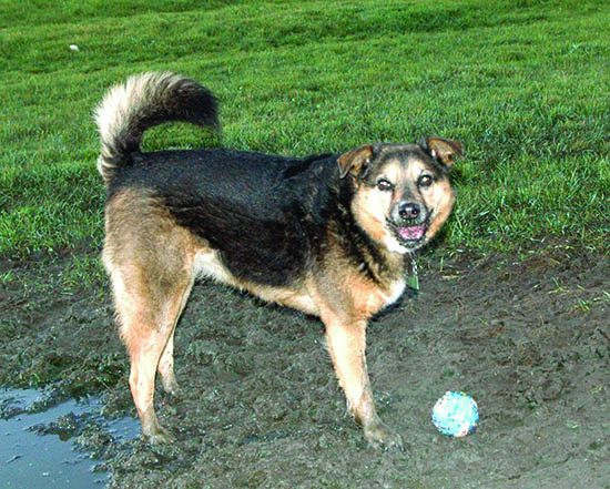 Dog Tail Meaning | Dog Tail Language | Whole Dog Journal Dog Tail Meaning | Dog Tail Language | Whole Dog Journal