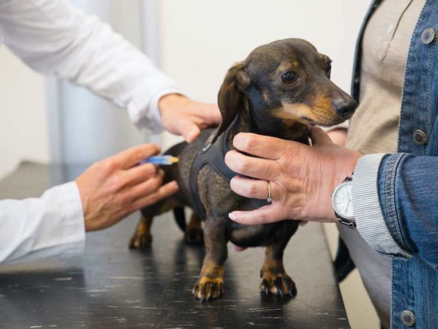 Flying To And From Ireland With A Dog - Travelnuity
