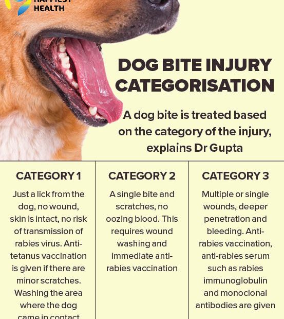 What If A Vaccinated Dog Bites You Understanding The Risks And Precautions