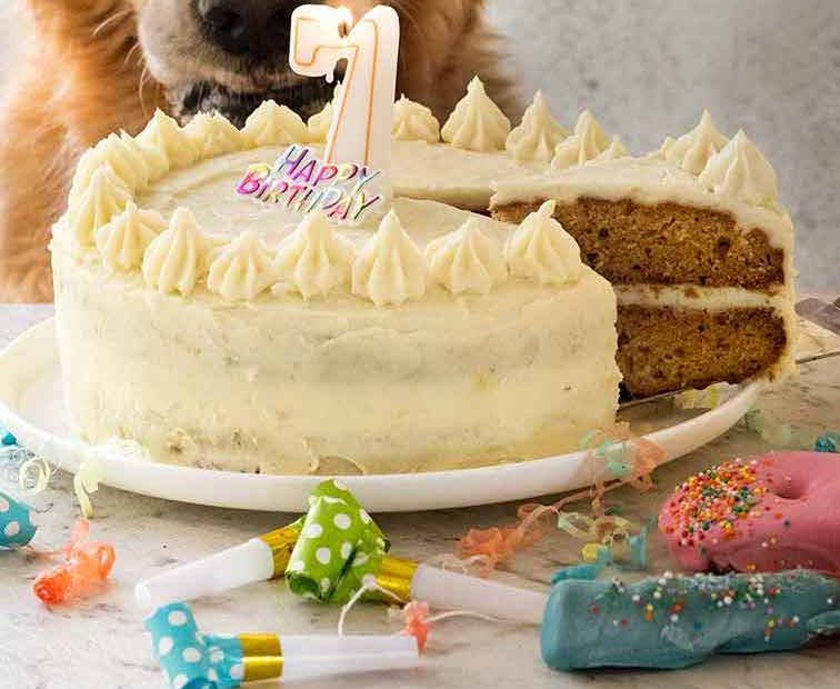 Dog Cake Recipe For Dozer'S Birthday! | Recipetin Eats