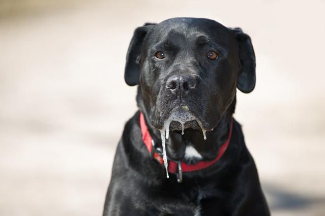 10 Dog Breeds That Drool The Most