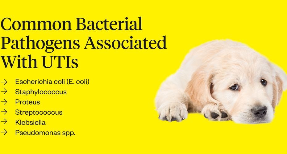 Uti In Dogs: Symptoms, Causes & Treatments | Dutch