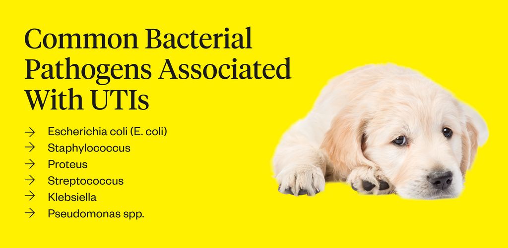 UTI In Dogs: Symptoms, Causes & Treatments | Dutch Uti In Dogs: Symptoms, Causes & Treatments | Dutch