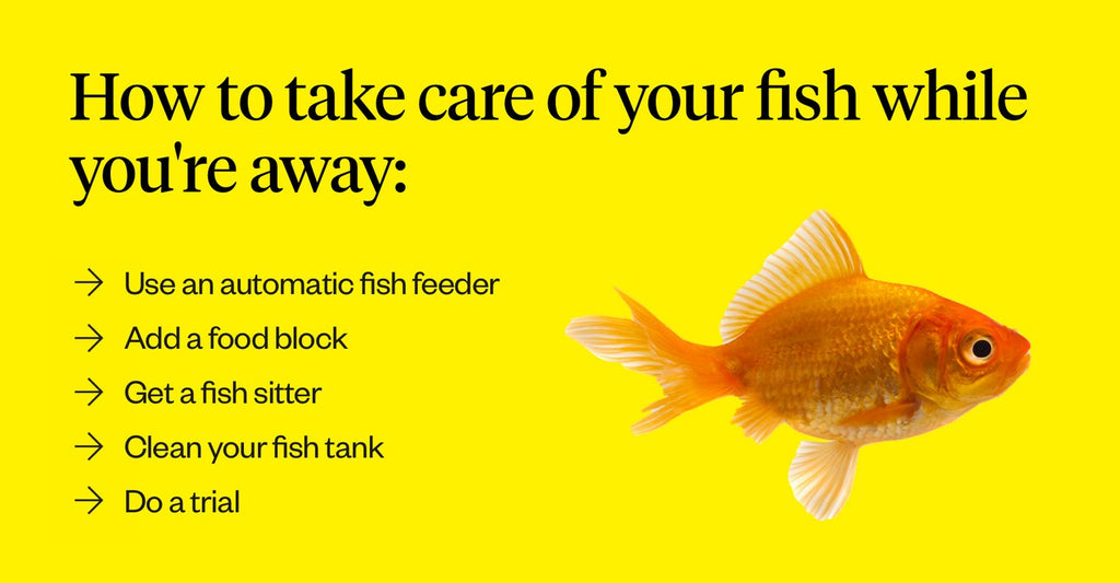 How Long Can Fish Go Without Food | Dutch How Long Can Fish Go Without Food | Dutch