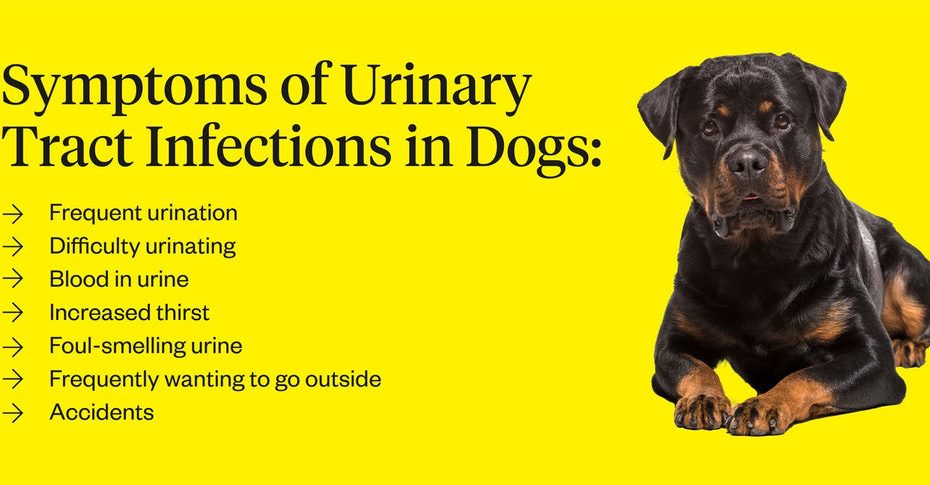 Dog Uti Antibiotics | Dutch