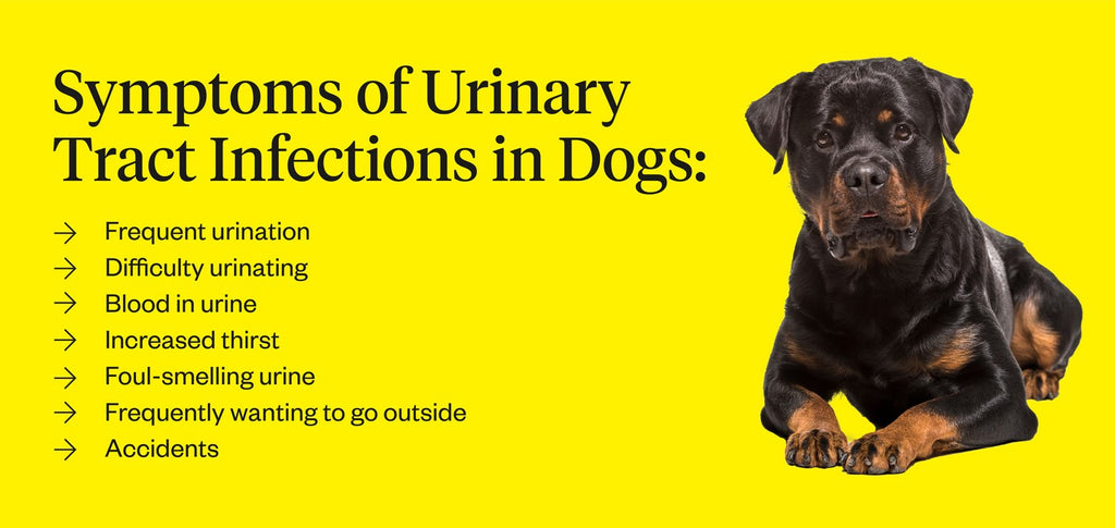 Dog UTI Antibiotics | Dutch Dog Uti Antibiotics | Dutch