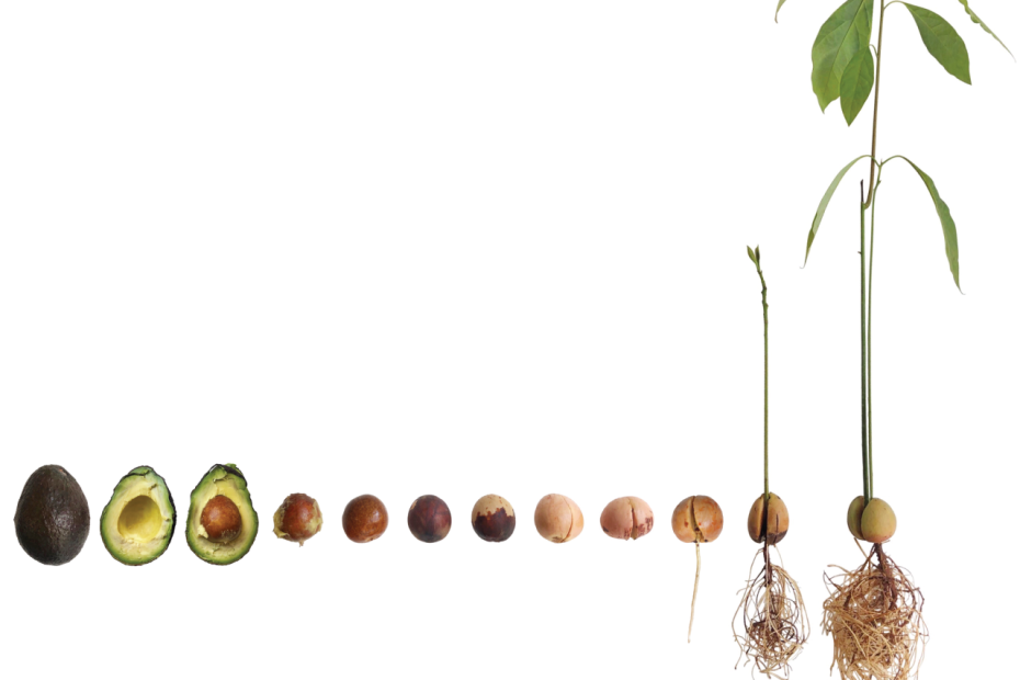 Grow An Avocado Plant - Water Sprouting Method – Rt1Home