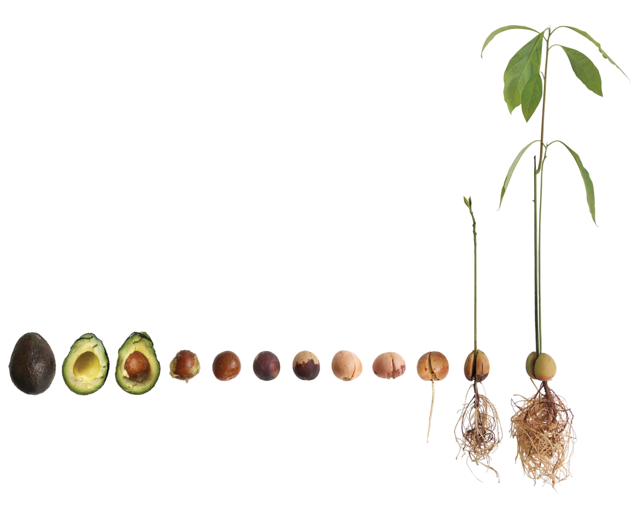 How Long Can You Grow Avocado In Water: A Comprehensive Guide