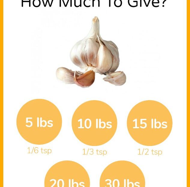 Can Dogs Eat Garlic? - Dogs Naturally