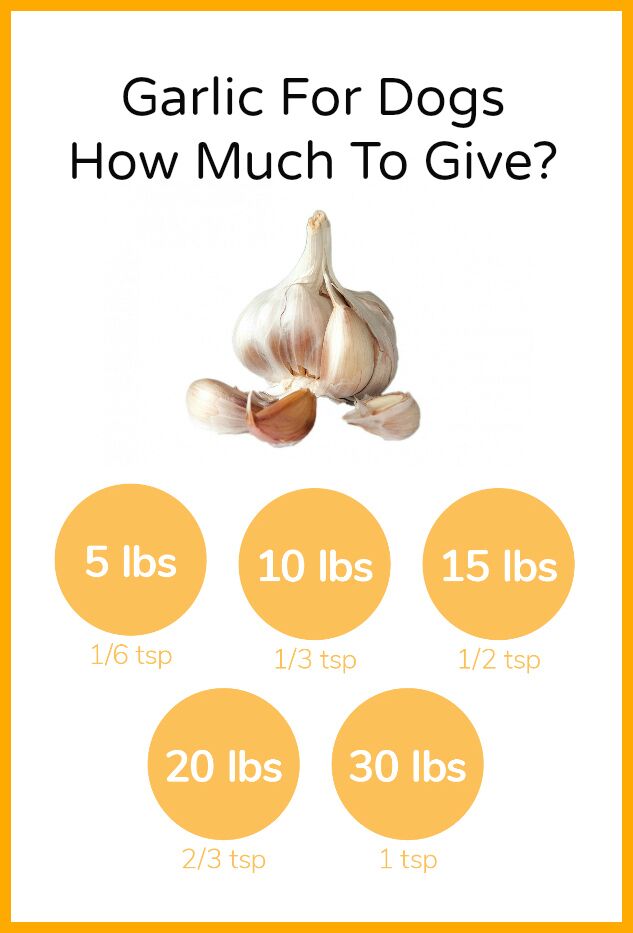 Can Dogs Eat Garlic? - Dogs Naturally Can Dogs Eat Garlic? - Dogs Naturally