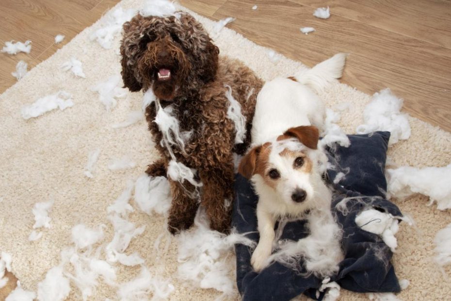 5 Tips To Calm Down A Hyperactive Or Anxious Dog - Goodrx