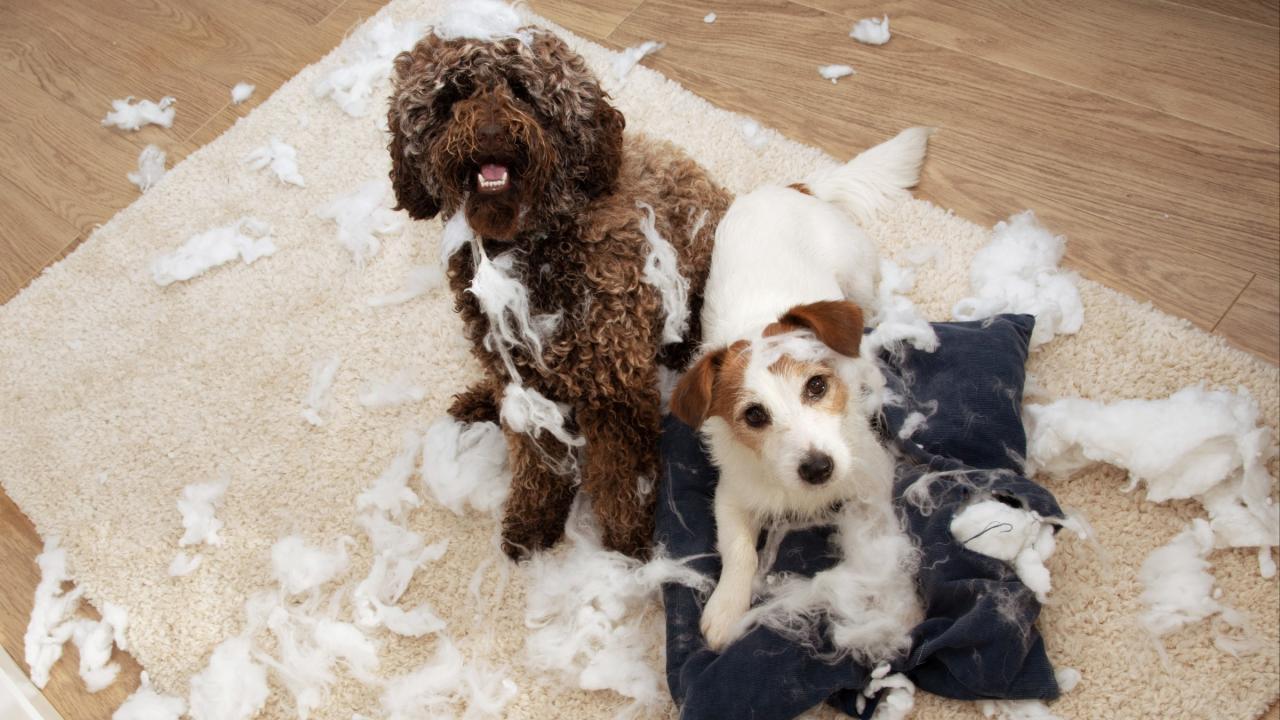 5 Tips To Calm Down A Hyperactive Or Anxious Dog - Goodrx