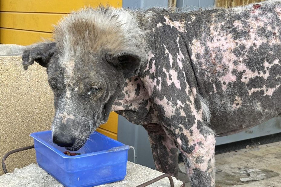 Dog Staph Infection Treatment - Whole Dog Journal