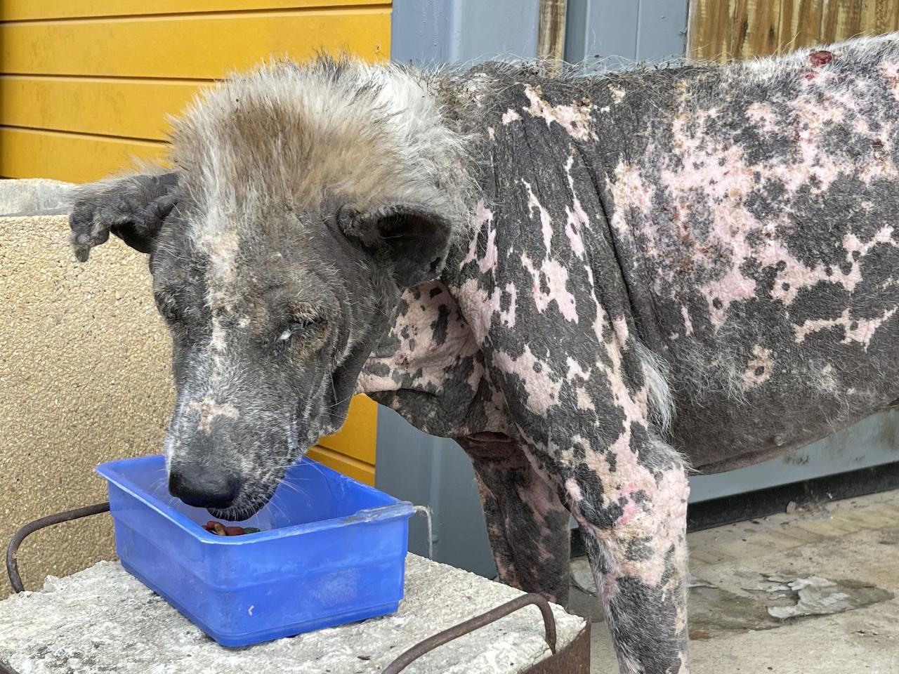 Dog Staph Infection Treatment - Whole Dog Journal Dog Staph Infection Treatment - Whole Dog Journal
