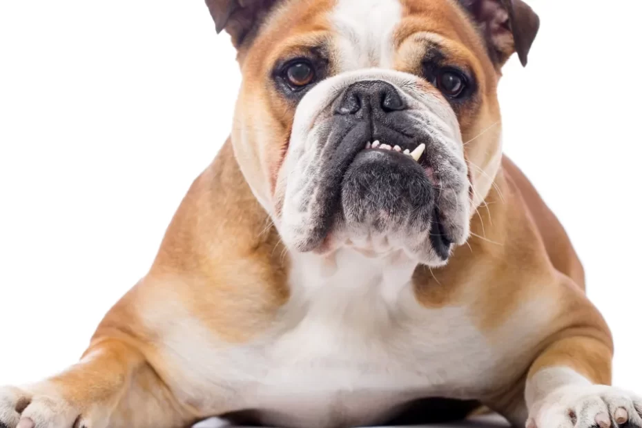 Bulldog Dog Breed