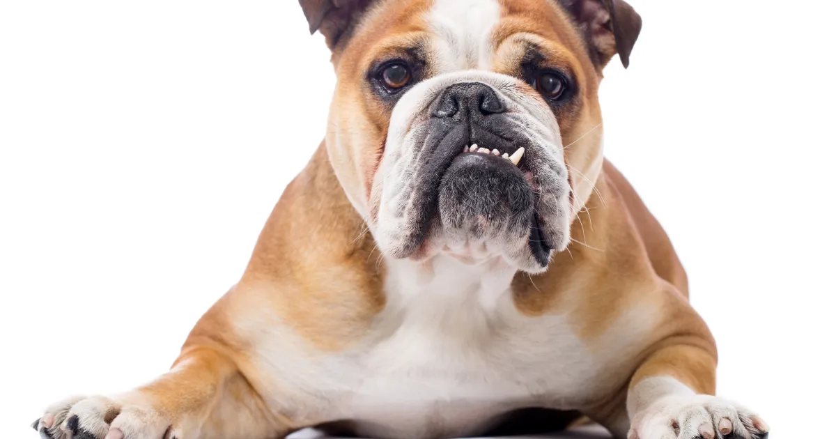 Bulldog Dog Breed Bulldog Dog Breed