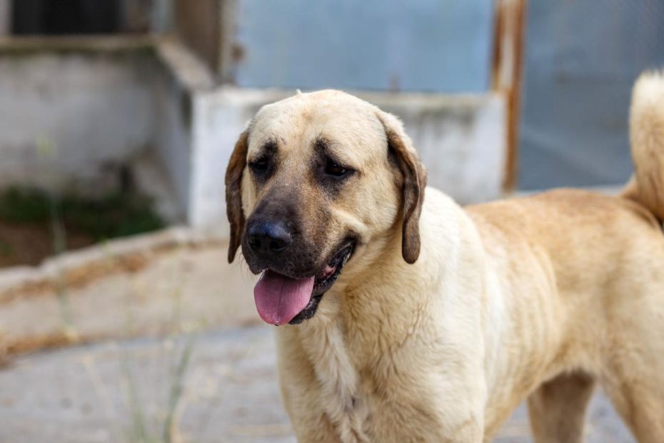Anatolian Shepherd: Dog Breed Characteristics & Care