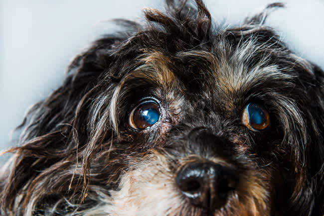 Glaucoma In Dogs | Small Door Veterinary