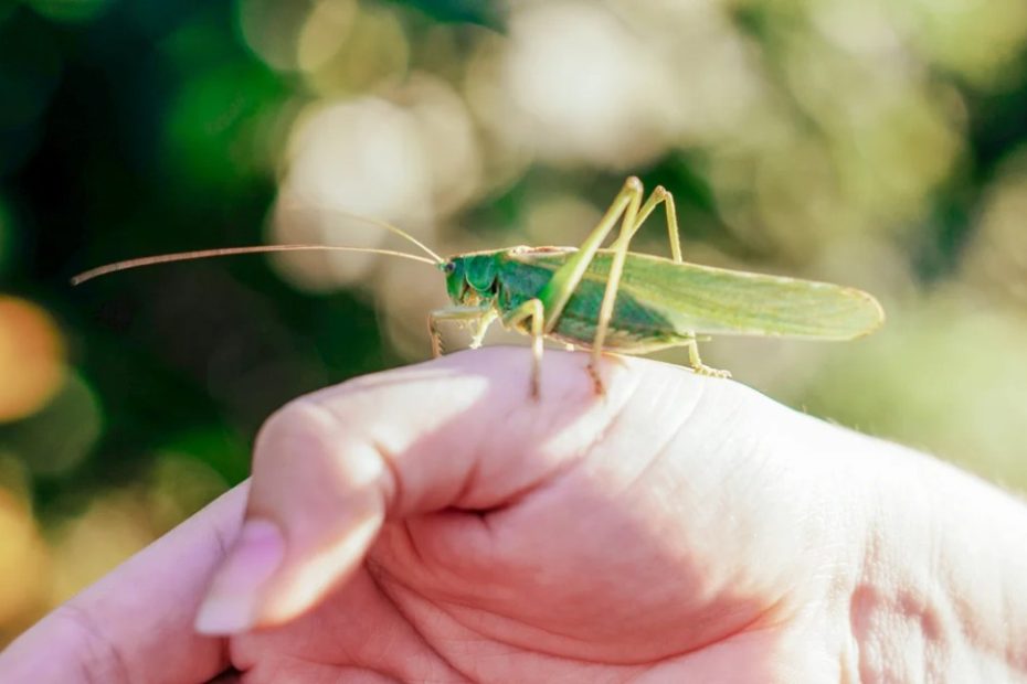Do Grasshoppers Bite? Facts And Potential Side Effects