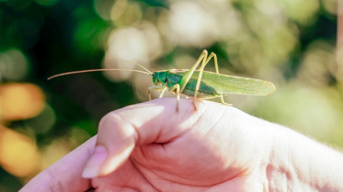 Do Grasshoppers Bite? Facts And Potential Side Effects