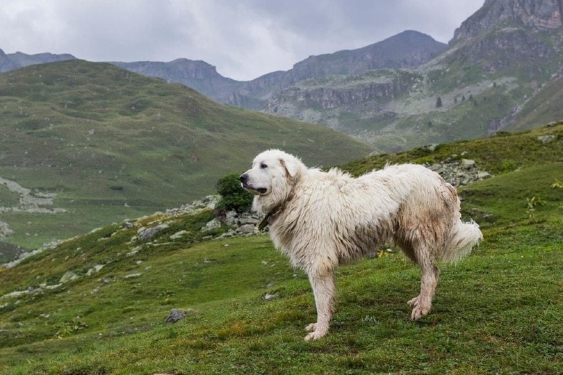 How Much Does A Great Pyrenees Cost? 2023 Price Guide | Hepper