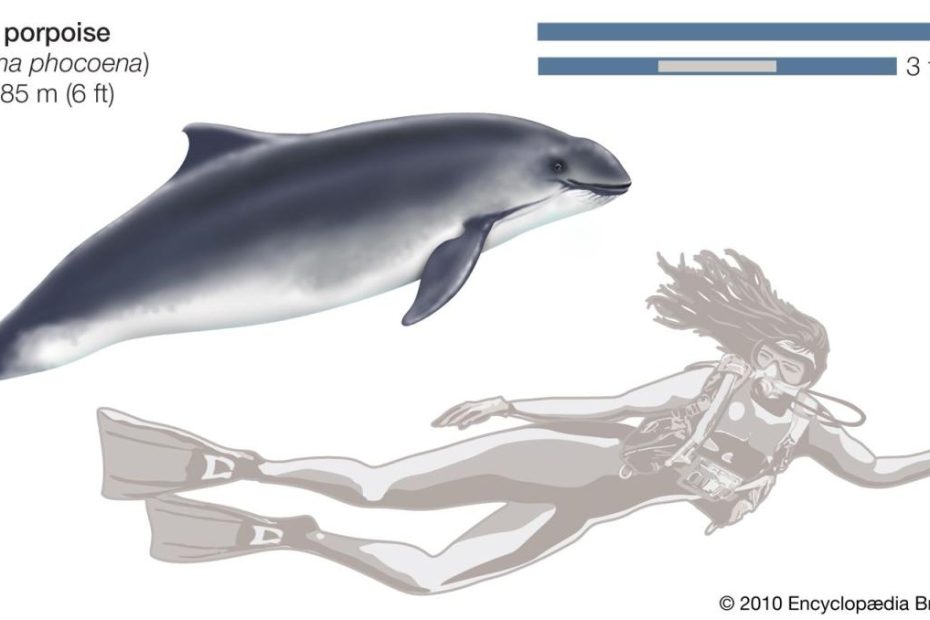 Porpoise | Definition, Habitat, & Facts | Britannica