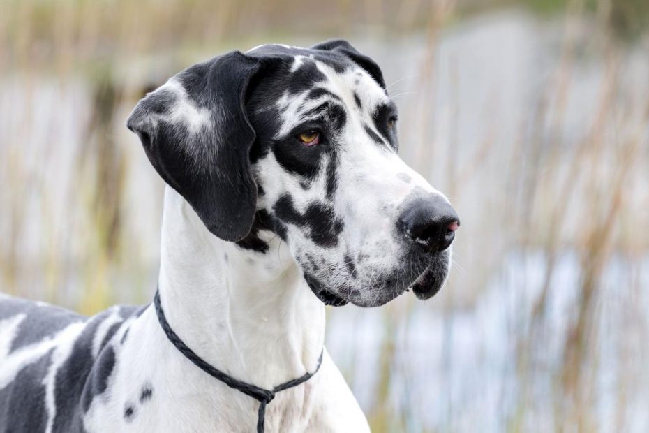 Great Dane | Description, Temperament, Lifespan, & Facts | Britannica
