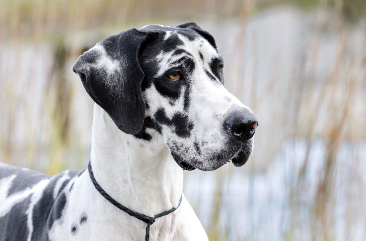 Great Dane | Description, Temperament, Lifespan, & Facts | Britannica Great Dane | Description, Temperament, Lifespan, & Facts | Britannica