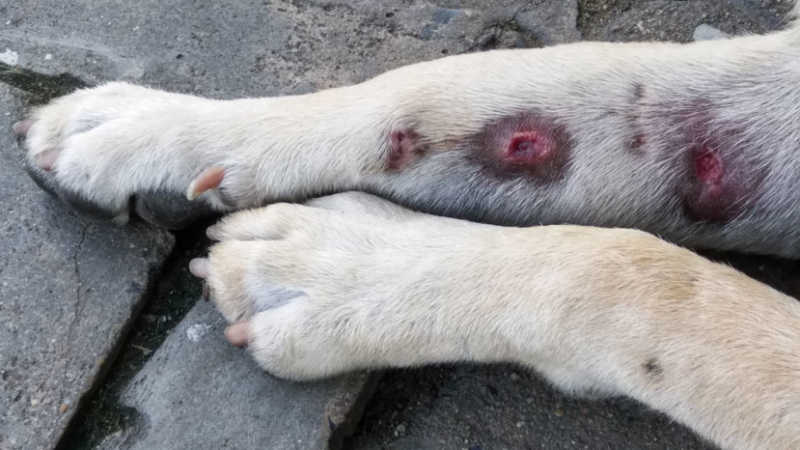 Hot Spots On Dogs | Small Door Veterinary