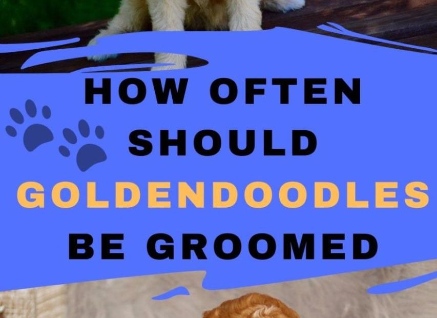 How Often Should Goldendoodles Be Groomed - Labradoodle Home