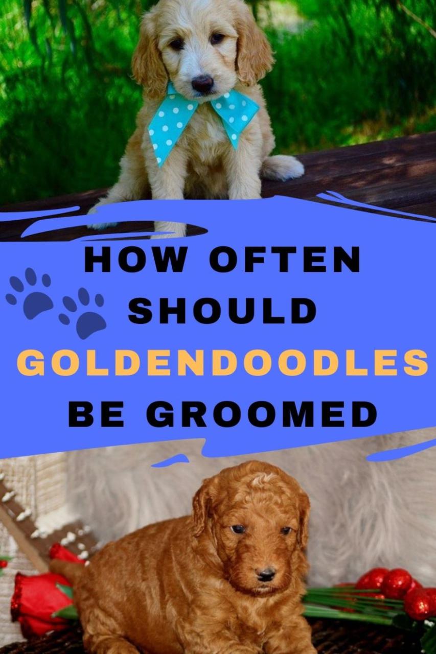 How Often Should Goldendoodles Be Groomed - Labradoodle Home How Often Should Goldendoodles Be Groomed - Labradoodle Home