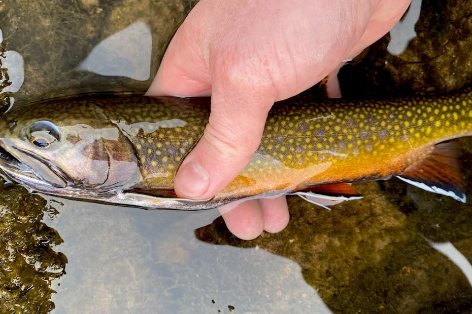 How To Catch And Eat The Delectable Brook Trout | Meateater Fishing