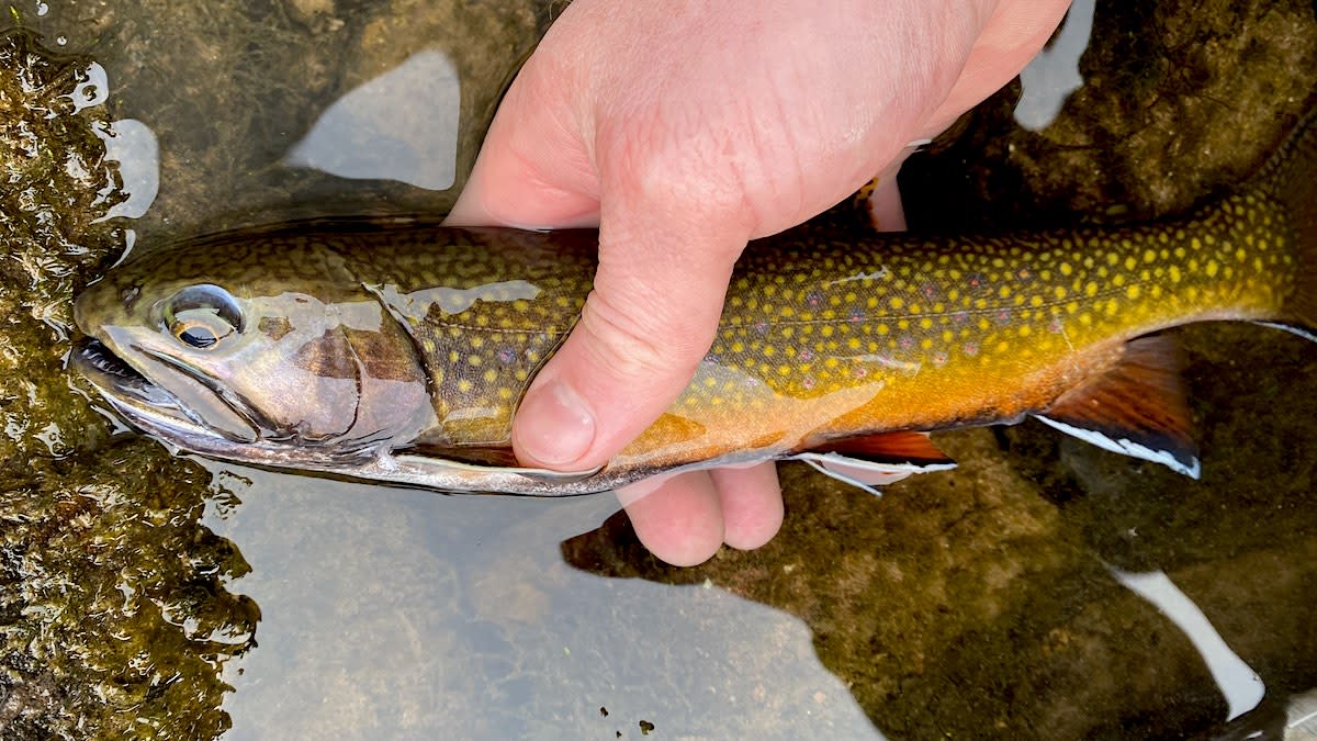 How To Catch And Eat The Delectable Brook Trout | Meateater Fishing