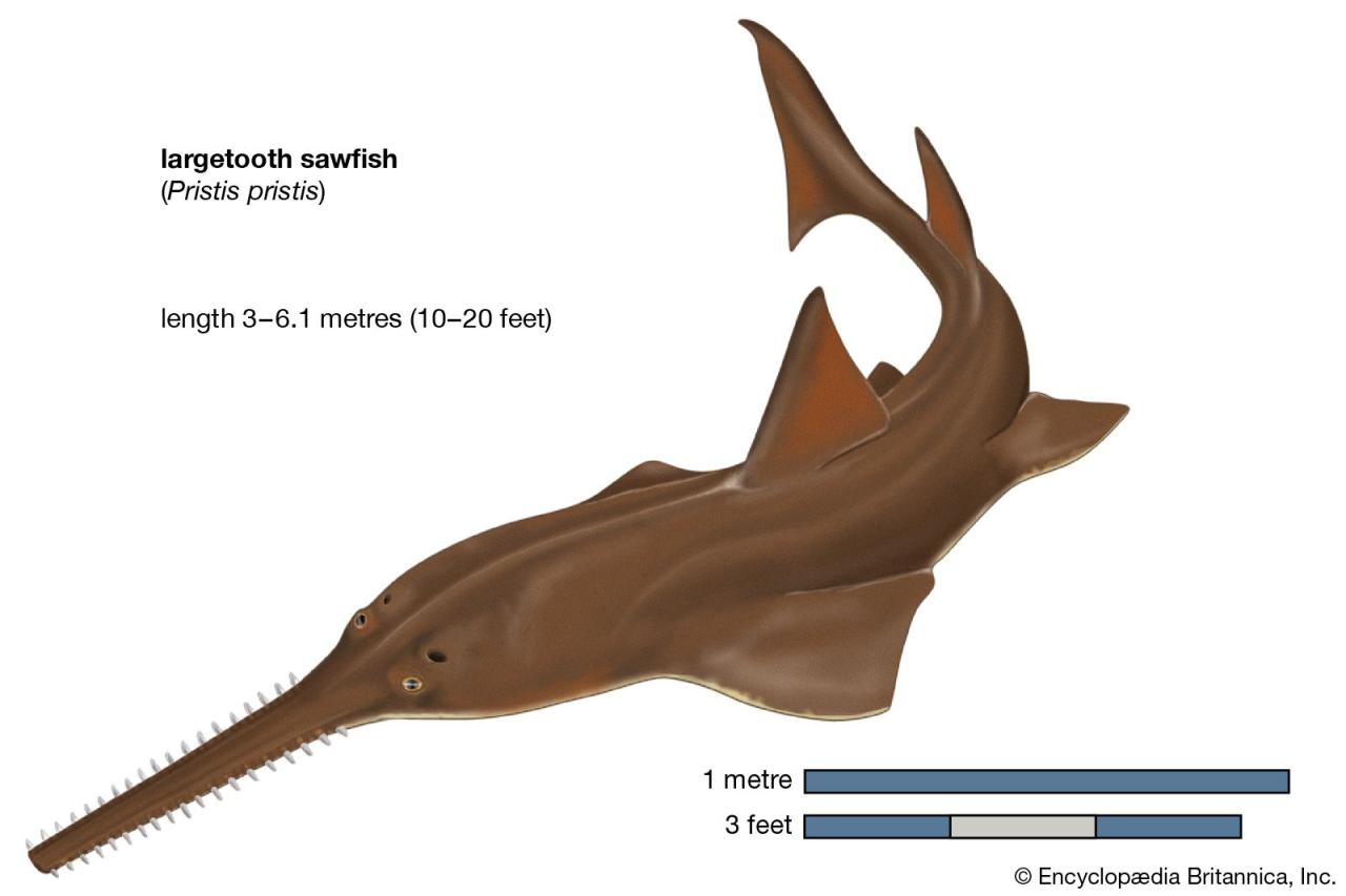 Sawfish | Diet & Facts | Britannica Sawfish | Diet & Facts | Britannica