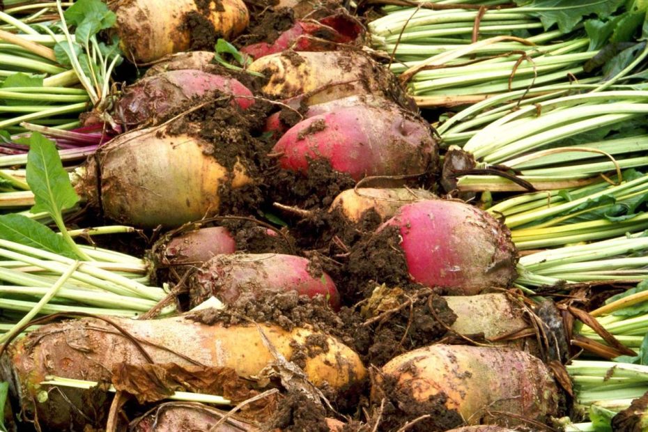 Sugar Beet | Description, Plant, Sugar, Cultivation, & Facts | Britannica