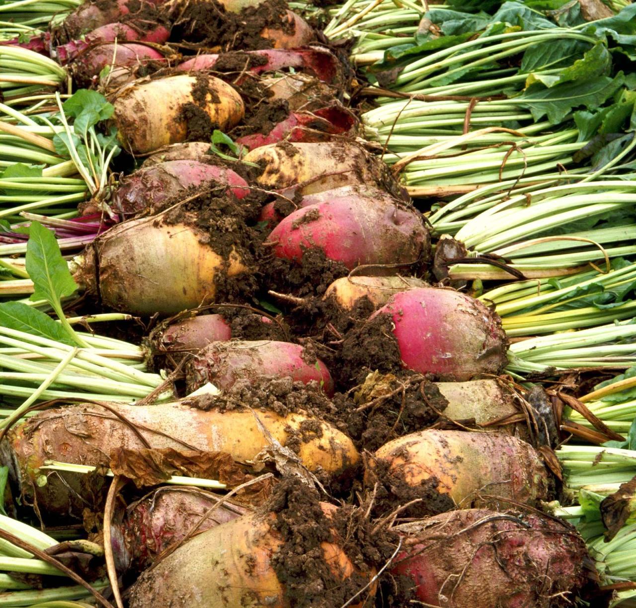 Sugar beet | Description, Plant, Sugar, Cultivation, & Facts | Britannica Sugar Beet | Description, Plant, Sugar, Cultivation, & Facts | Britannica