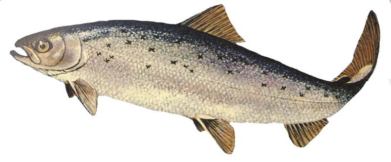 Aquadvantage Salmon - Wikipedia