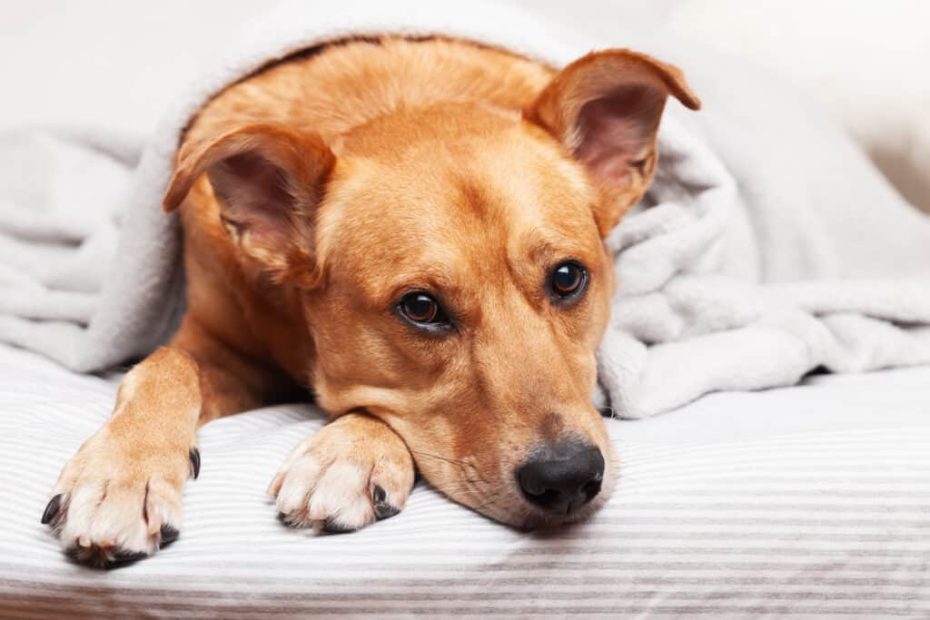 How Much Pepcid Can I Give My Dog? What Amount Is Dangerous? - Az Animals