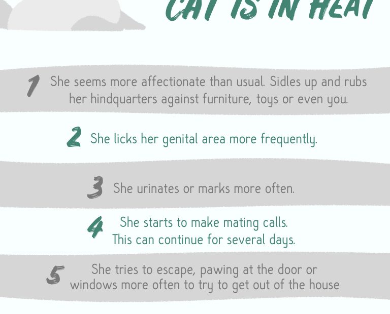 What You Should Know About Spaying Your Pet In Heat | Gaiavets