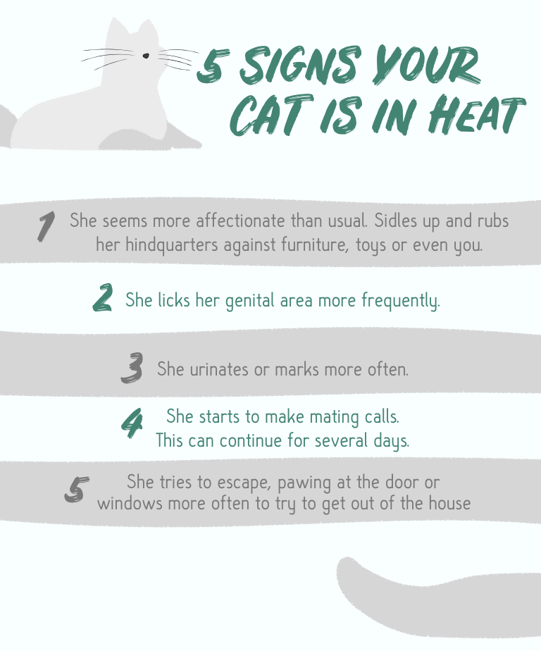What You Should Know About Spaying Your Pet In Heat | GAIAVETS What You Should Know About Spaying Your Pet In Heat | Gaiavets